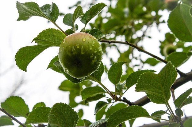 Foto vista de bajo ángulo de las frutas en el árbol