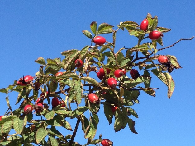 Foto vista en bajo ángulo de las frutas en el árbol