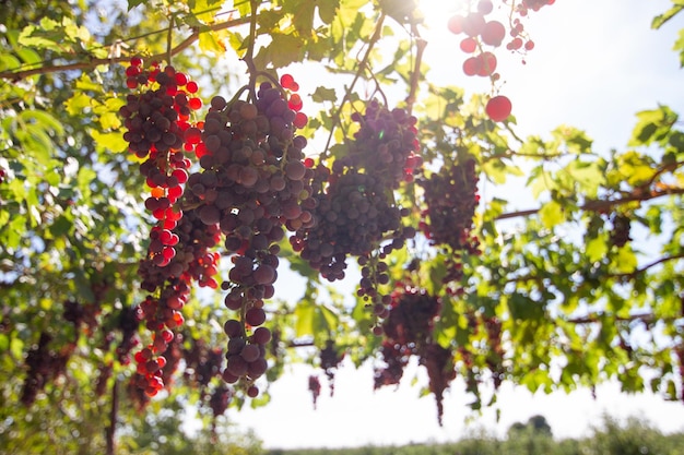 Vista en bajo ángulo de las frutas en el árbol