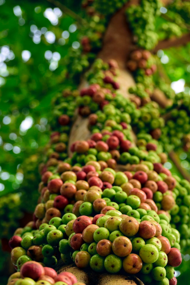 Foto vista de bajo ángulo de las frutas que crecen en el árbol