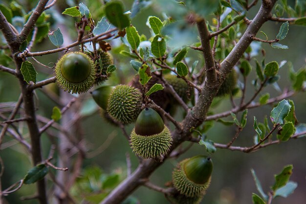 Foto vista de bajo ángulo de frutas que crecen en el árbol