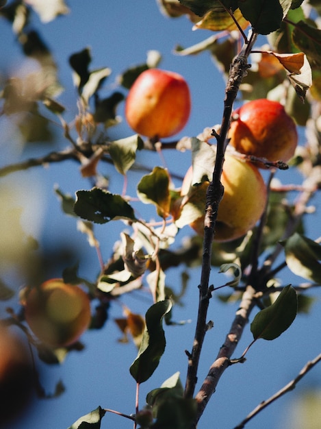 Vista de bajo ángulo de las frutas que crecen en el árbol