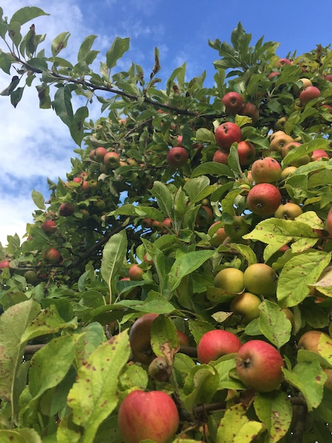 Foto vista de bajo ángulo de frutas que crecen en el árbol