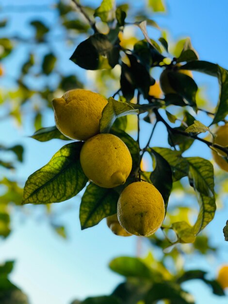 Foto vista de bajo ángulo de frutas que crecen en el árbol