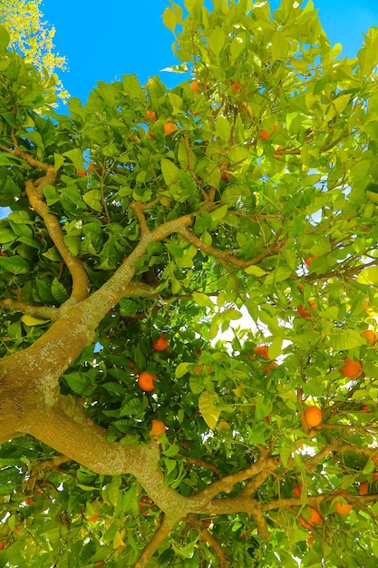 Foto vista de bajo ángulo de frutas que crecen en el árbol