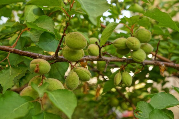 Vista de bajo ángulo de las frutas que crecen en el árbol