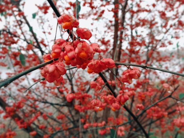 Foto vista de ángulo bajo de frutas rojas que crecen en el árbol