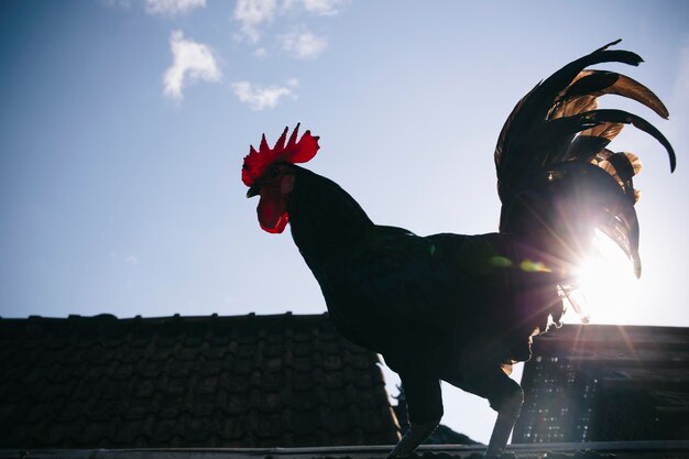 Vista de ángulo bajo del gallo contra las casas en un día soleado