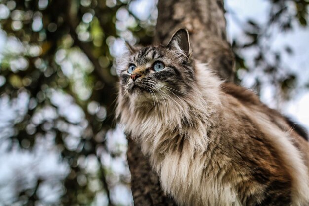 Vista de ángulo bajo del gato en el árbol