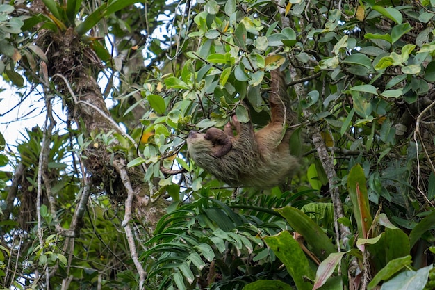 Foto vista de bajo ángulo del gato en el árbol