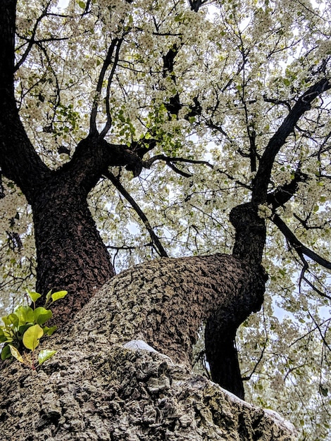 Foto vista de ángulo bajo del gato en el árbol