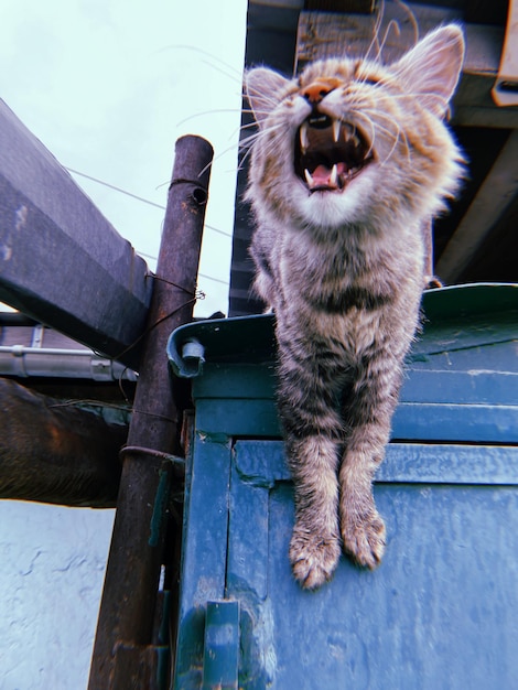 Vista en bajo ángulo de un gato bostezando