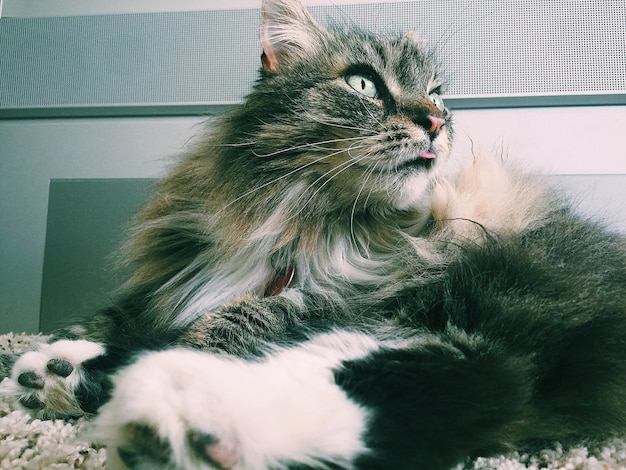 Vista de bajo ángulo del gato mirando lejos en casa