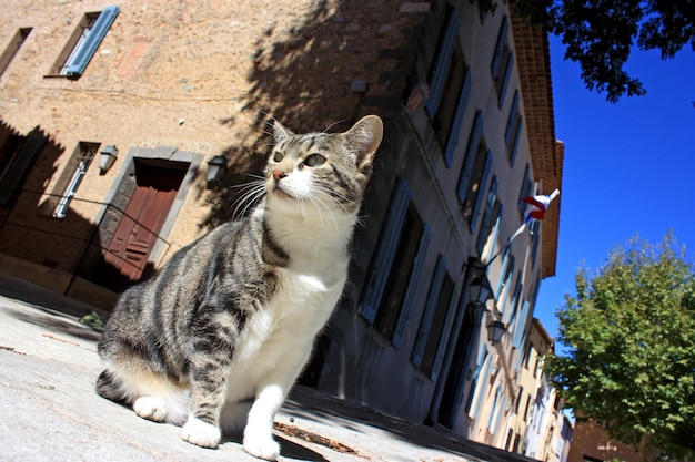 Vista de bajo ángulo del gato sentado junto a la ventana del edificio