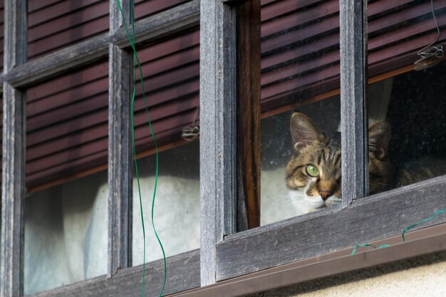 Vista de bajo ángulo del gato en la ventana