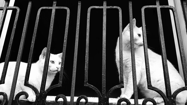 Foto vista de ángulo bajo de gatos en el balcón