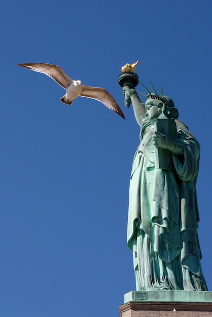 Foto vista de ángulo bajo de la gaviota contra un cielo despejado