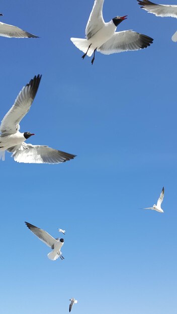 Foto vista de bajo ángulo de la gaviota volando en el cielo azul