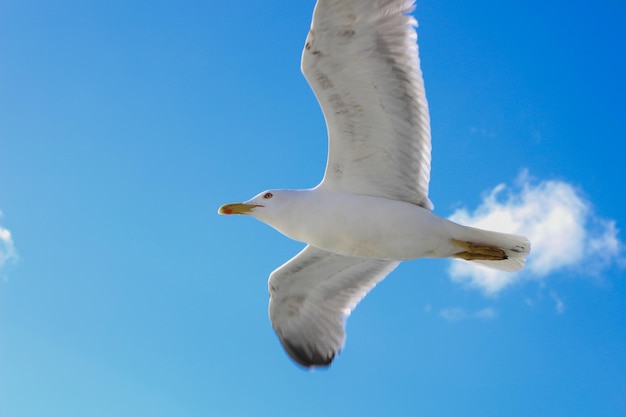 Foto vista de bajo ángulo de la gaviota volando en el cielo