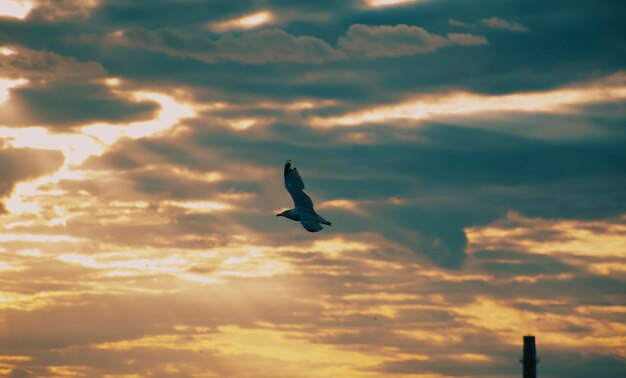 Vista de bajo ángulo de la gaviota volando en el cielo