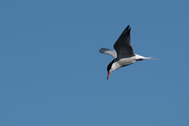 Foto vista de bajo ángulo de la gaviota volando en el cielo