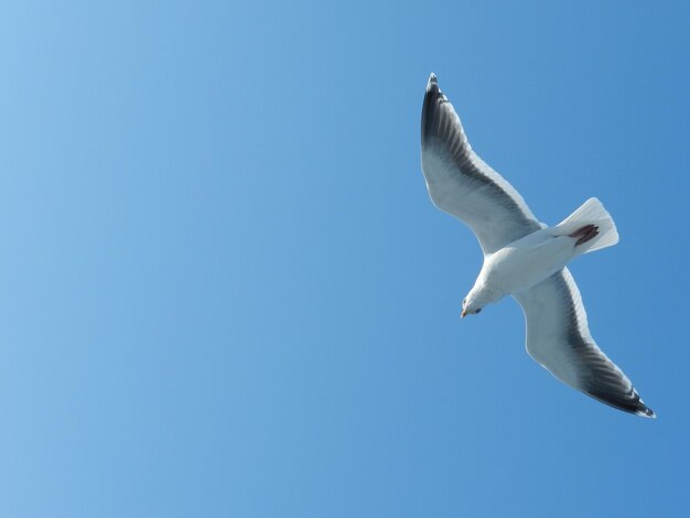 Vista de bajo ángulo de la gaviota volando contra un cielo azul claro