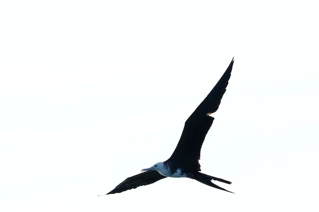 Vista de bajo ángulo de la gaviota volando contra un cielo despejado