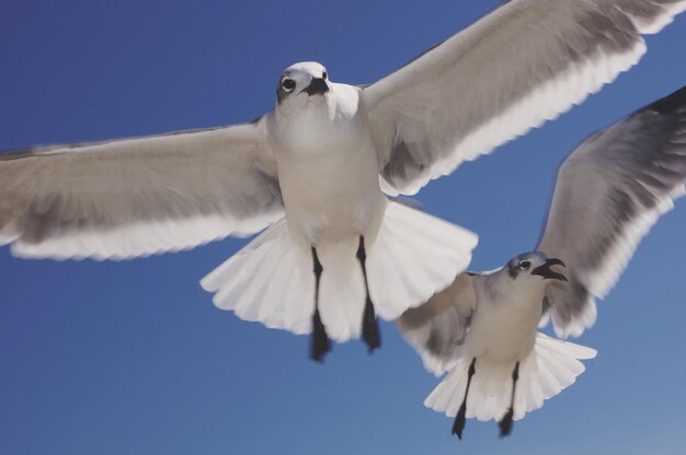 Foto vista de bajo ángulo de la gaviota volando contra un cielo despejado