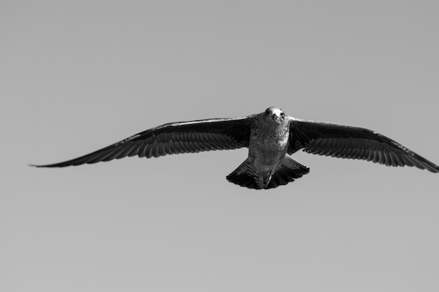 Foto vista de bajo ángulo de la gaviota volando contra un cielo despejado