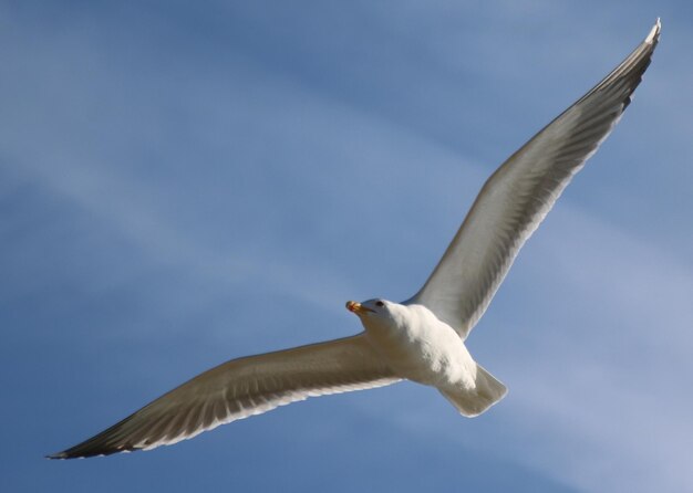 Foto vista de bajo ángulo de una gaviota volando contra un cielo nublado