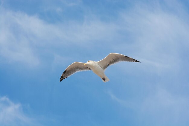 Vista de ángulo bajo de gaviota volando contra el cielo