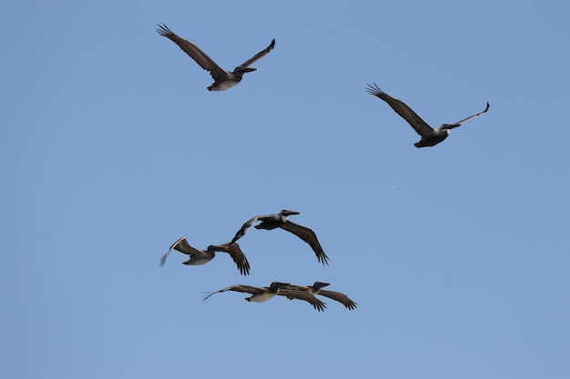 Vista de bajo ángulo de gaviotas volando en el cielo