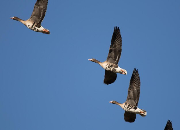 Foto vista de bajo ángulo de gaviotas volando contra un cielo azul claro