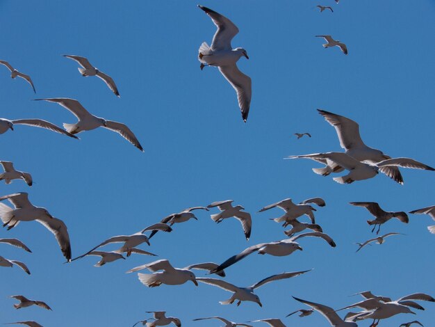 Vista de bajo ángulo de gaviotas volando contra un cielo despejado