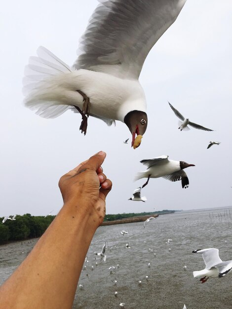 Foto vista de bajo ángulo de gaviotas volando contra un cielo despejado