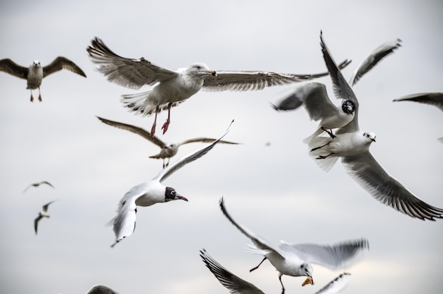 Foto vista en bajo ángulo de gaviotas volando contra un cielo nublado