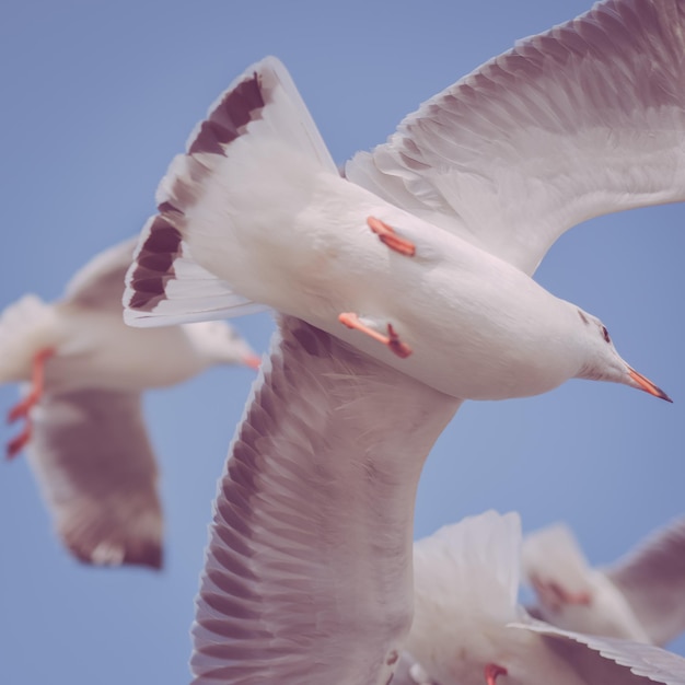 Foto vista de bajo ángulo de gaviotas volando contra el cielo