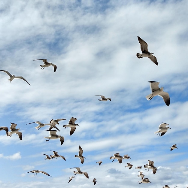 Foto vista desde un ángulo bajo de gaviotas volando