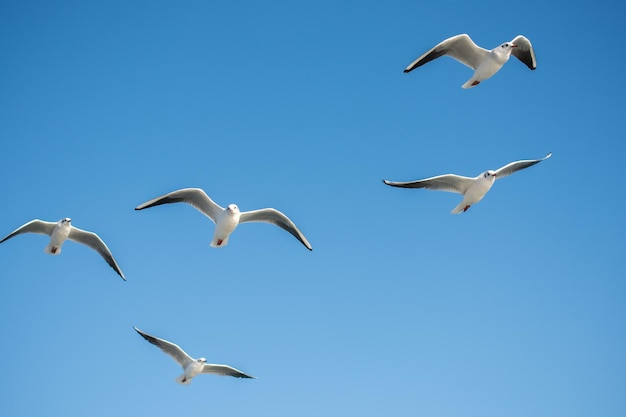 Foto vista de bajo ángulo de gaviotas volando