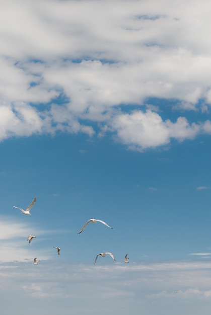 Foto vista de bajo ángulo de gaviotas volando