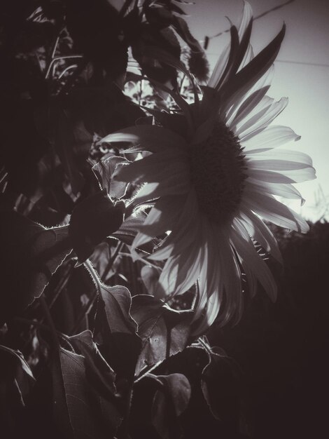 Foto vista de ángulo bajo de girasol floreciendo al aire libre