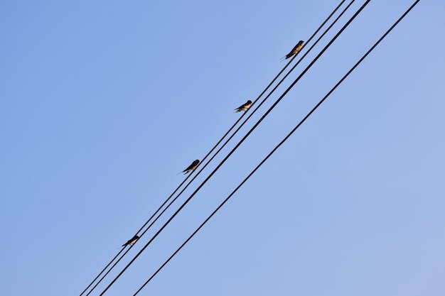 Foto vista en bajo ángulo de la grúa contra un cielo azul claro