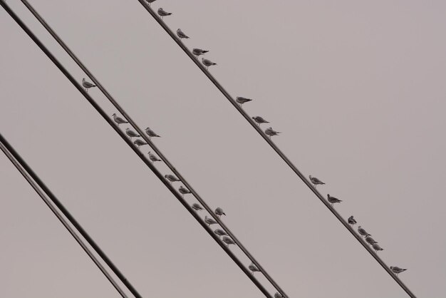 Foto vista en bajo ángulo de la grúa contra un cielo despejado