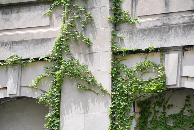 Foto vista de ángulo bajo de la hiedra que crece en la pared del edificio