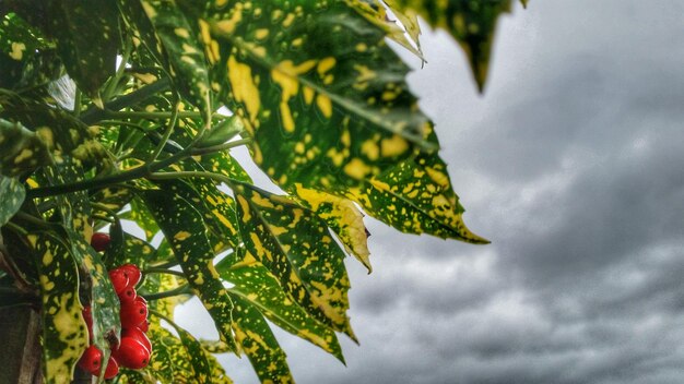 Vista en bajo ángulo de las hojas en el árbol