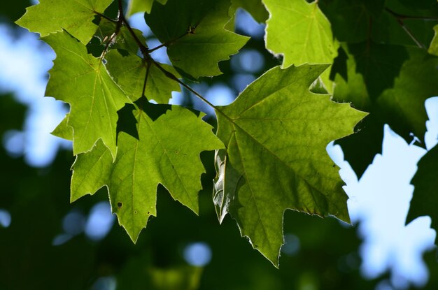 Foto vista en bajo ángulo de las hojas en el árbol