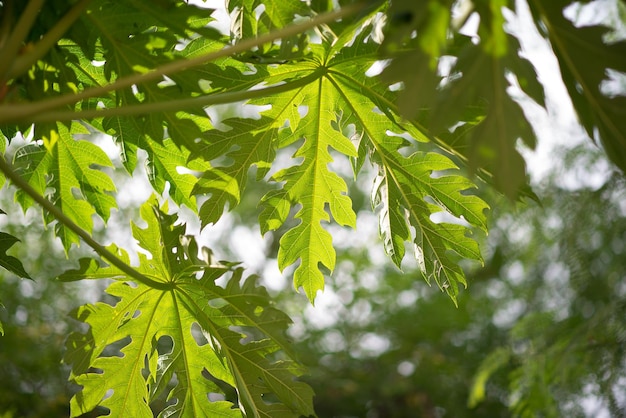 Foto vista en bajo ángulo de las hojas en el árbol