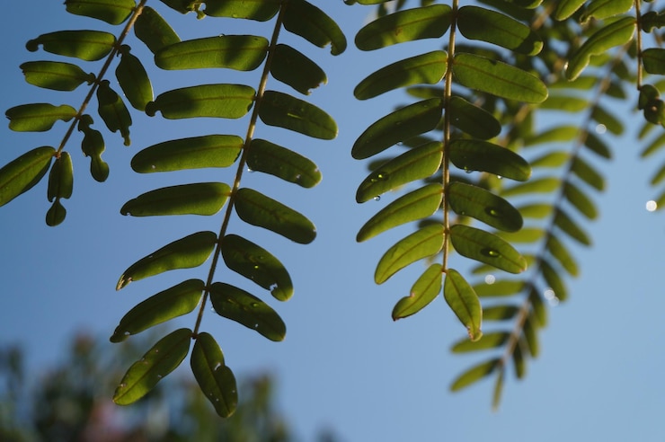 Foto vista en bajo ángulo de las hojas en el árbol