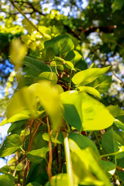 Vista en bajo ángulo de las hojas en el árbol