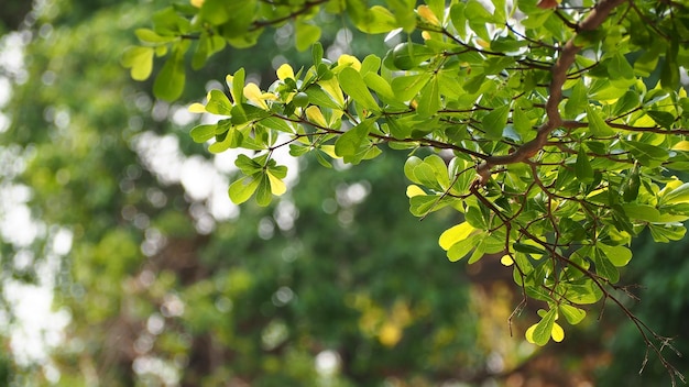 Vista en bajo ángulo de las hojas en el árbol